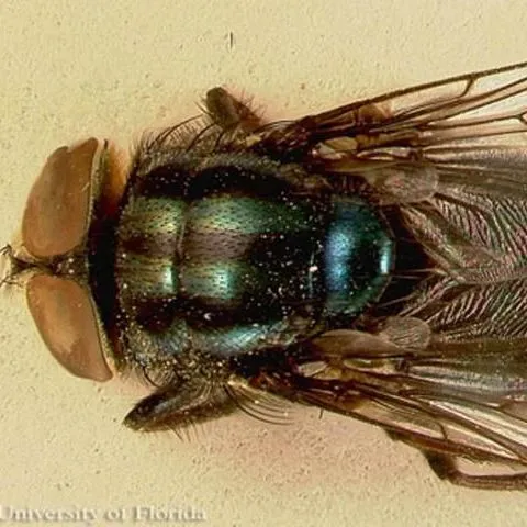 thumbnail for publication: Secondary Screwworm, Cochliomyia macellaria (Fabricius) (Insecta: Diptera: Calliphoridae)